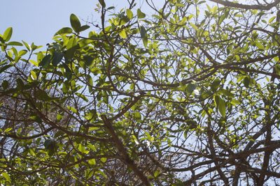 Ficus crocata, photographed by Alejandro Ruiz-Garcia