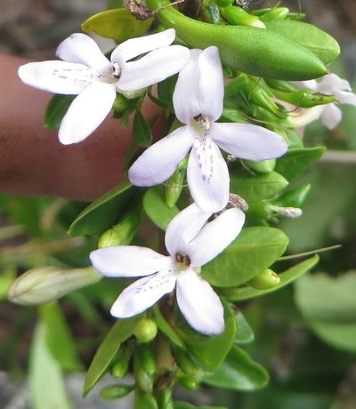 Oplonia spinosa, photographed by Ben Machado
