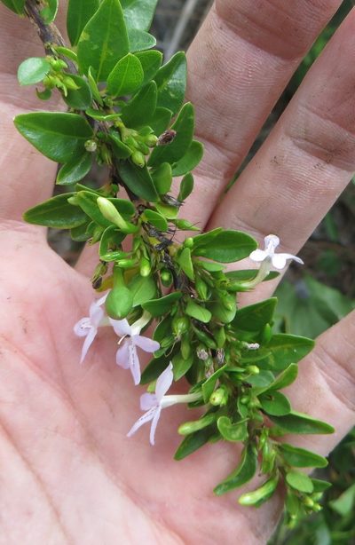 Oplonia spinosa, photographed by Ben Machado