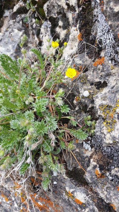 Potentilla ovina, photographed by Laura Holloway