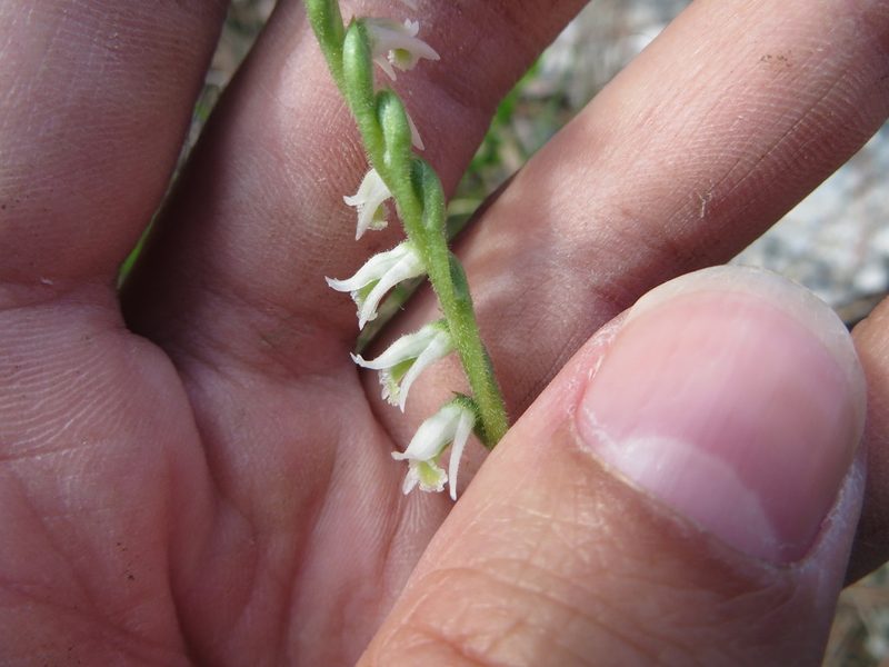 Spiranthes torta, photographed by Ben Machado