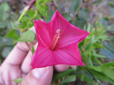 Ipomoea microdactyla, photographed by Ben Machado