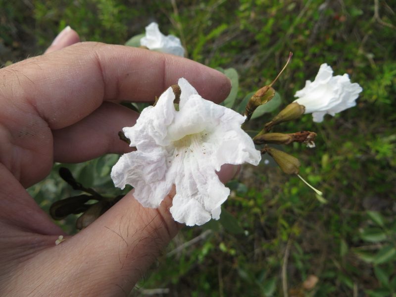Tabebuia bahamensis, photographed by Ben Machado