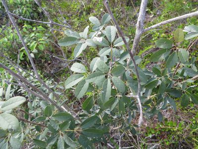 Tabebuia bahamensis, photographed by Ben Machado