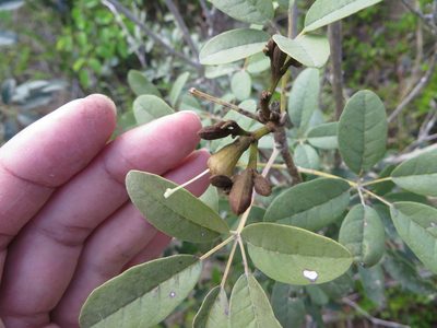 Tabebuia bahamensis, photographed by Ben Machado