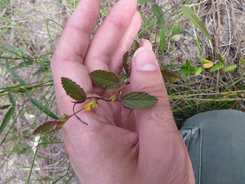 Waltheria bahamensis, photographed by Ben Machado