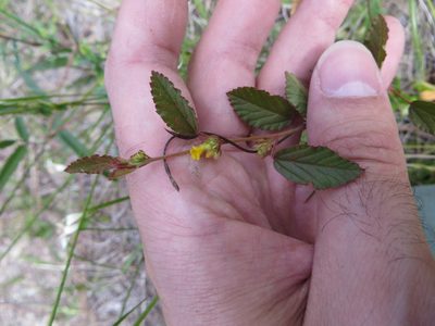Waltheria bahamensis, photographed by Ben Machado