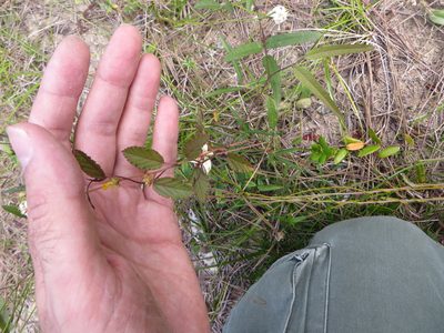 Waltheria bahamensis, photographed by Ben Machado