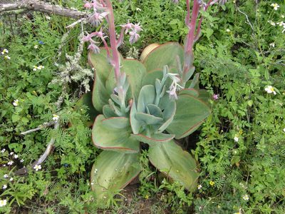 Echeveria gigantea, photographed by Carlos Martorell