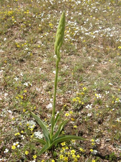 Dichromanthus michuacanus, photographed by Carlos Martorell