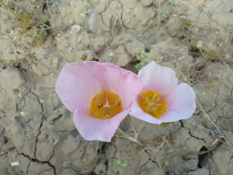 Calochortus ciscoensis, photographed by Rafael Medina