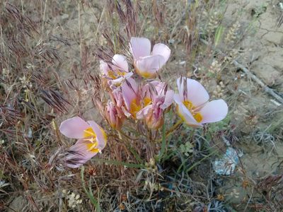 Calochortus ciscoensis, photographed by Rafael Medina