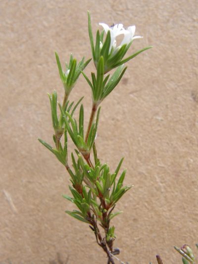 Crusea simplex, photographed by Carlos Martorell
