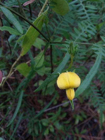 Crotalaria purshii, photographed by Will McFarland