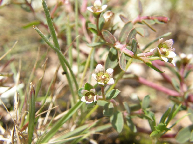Euphorbia tricolor, photographed by Carlos Martorell