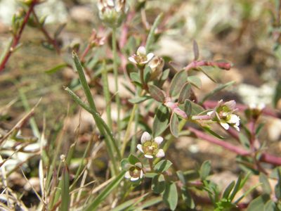 Euphorbia tricolor, photographed by Carlos Martorell