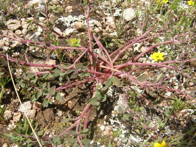 Euphorbia tricolor, photographed by Carlos Martorell