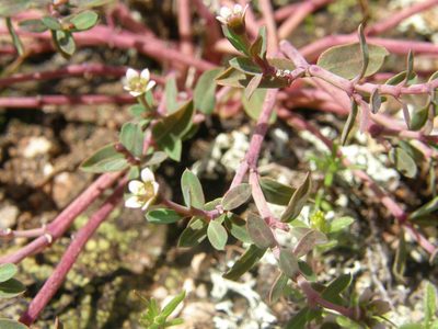 Euphorbia tricolor, photographed by Carlos Martorell
