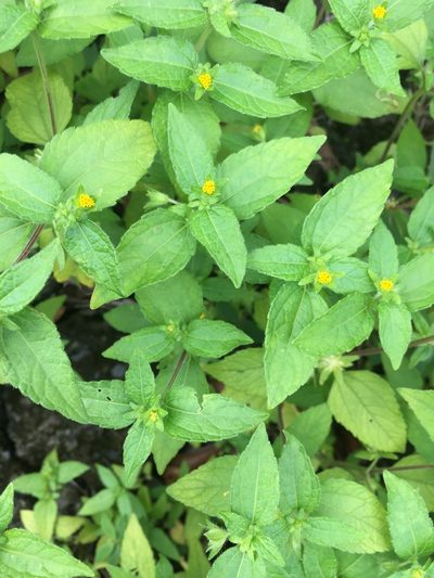 Eleutheranthera ruderalis, photographed by Tatsutomo Chin