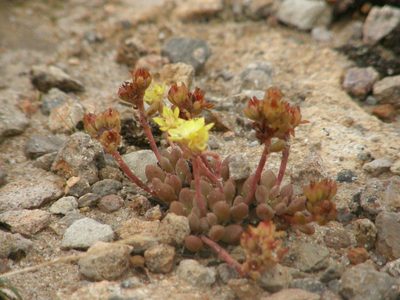 Sedum oteroi, photographed by Carlos Martorell