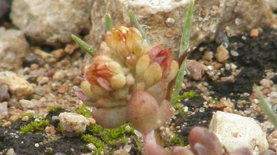 Sedum oteroi, photographed by Carlos Martorell