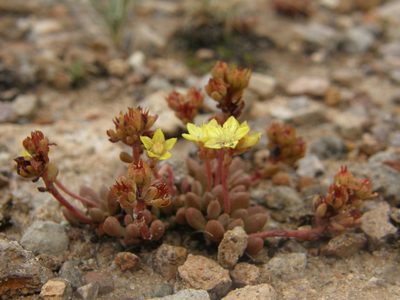 Sedum oteroi, photographed by Carlos Martorell