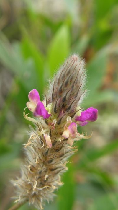 Dalea sericea, photographed by Carlos Martorell