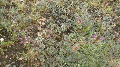 Dalea sericea, photographed by Carlos Martorell