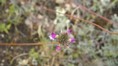 Dalea sericea, photographed by Carlos Martorell