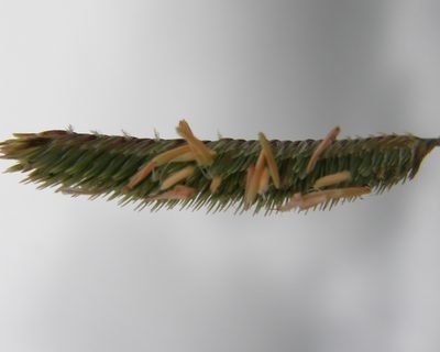 Bouteloua scorpioides, photographed by Carlos Martorell
