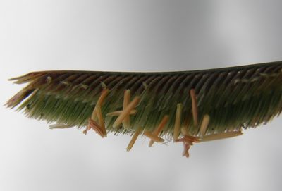 Bouteloua scorpioides, photographed by Carlos Martorell