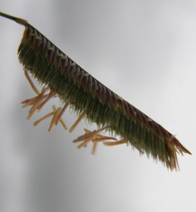 Bouteloua scorpioides, photographed by Carlos Martorell