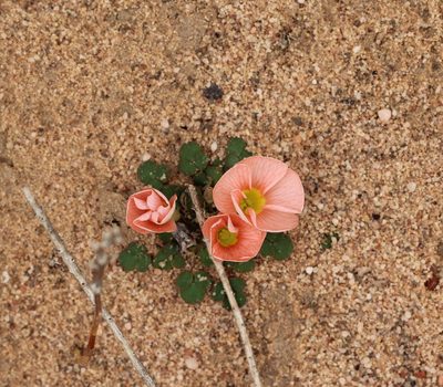 Oxalis pulchella, photographed by Cecile Roux