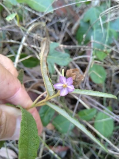Seringia corollata, photographed by Tony van Kampen