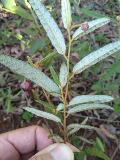 Seringia corollata, photographed by Tony van Kampen