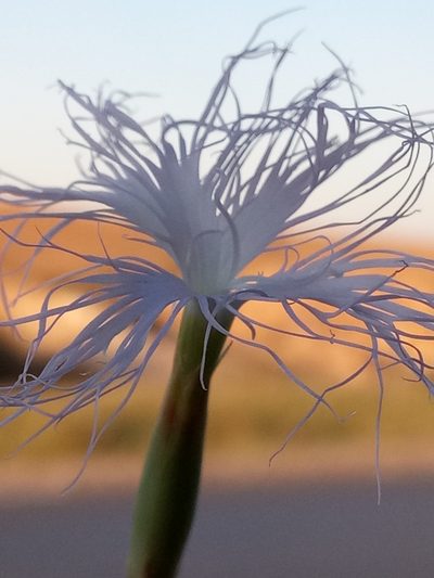 Dianthus crinitus, photographed by Karim Haddad
