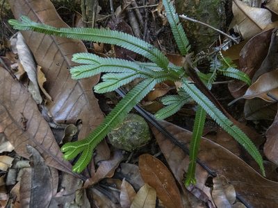 Selaginella intermedia, photographed by Sebastian Doak