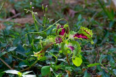 Coleus scutellarioides, photographed by Michael Meiring