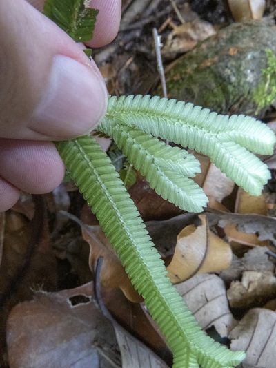 Selaginella intermedia, photographed by Sebastian Doak