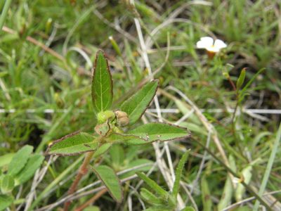 Euphorbia cuphosperma, photographed by Carlos Martorell