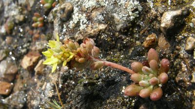 Sedum oteroi, photographed by Carlos Martorell