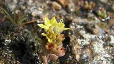 Sedum oteroi, photographed by Carlos Martorell