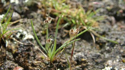 Plantago nivea, photographed by Carlos Martorell