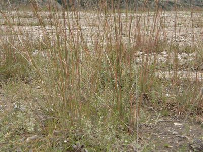 Schizachyrium sanguineum, photographed by Carlos Martorell