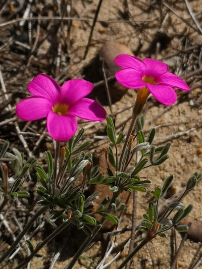 Oxalis droseroides, photographed by leandra-k_89