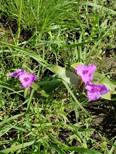 Tradescantia tharpii, photographed by Robert Hoard