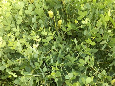 Baptisia aberrans, photographed by Alan Weakley
