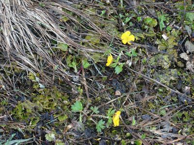 Ranunculus nivalis, photographed by Cheryl McCleary-Catalano