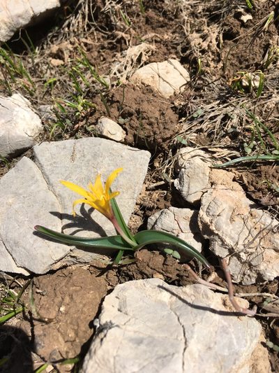 Colchicum luteum, photographed by dschigel