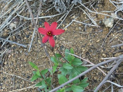 Wedelia purpurea, photographed by Neptalí Ramírez Marcial
